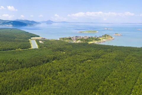 平潭幸福洋沿海防护林基地