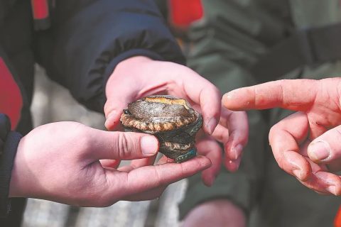 平潭鲍鱼介绍｜产地环境、特色品质与产业发展概况