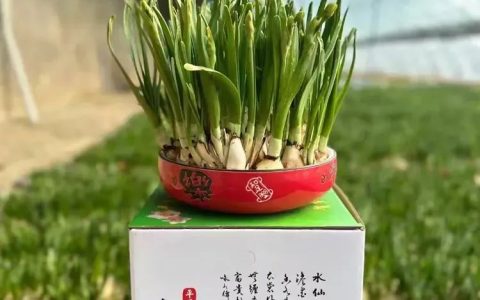 平潭水仙花 Pingtan Daffodil