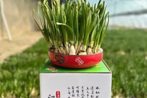 平潭水仙花 Pingtan Daffodil