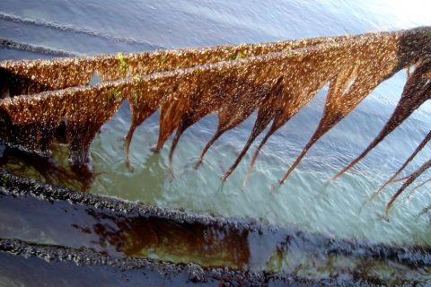 《坛紫菜健康养殖技术》