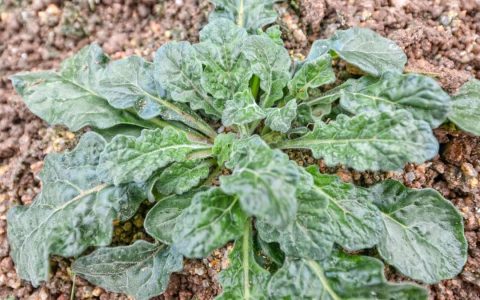平潭筋骨草——"Pingtan Ajuga decumbens" (Thunb.)