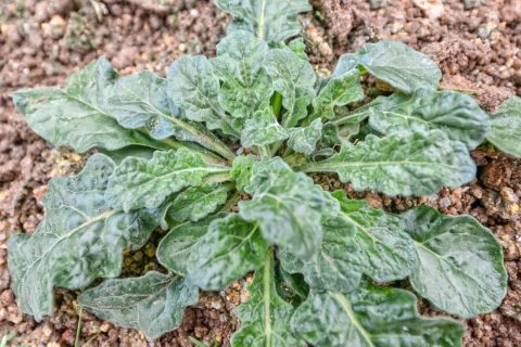 平潭筋骨草——"Pingtan Ajuga decumbens" (Thunb.)