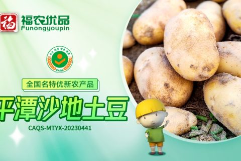 平潭沙地土豆：光滑圆润 绵软香甜 | 全国名特优新农产品