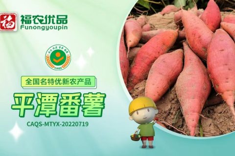 平潭番薯：喷香软糯 甘甜如蜜 | 全国名特优新农产品